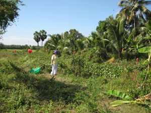 click on image for larger view